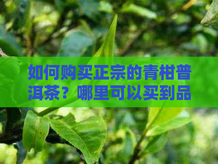 如何购买正宗的青柑普洱茶？哪里可以买到品质优良的云南普洱茶？