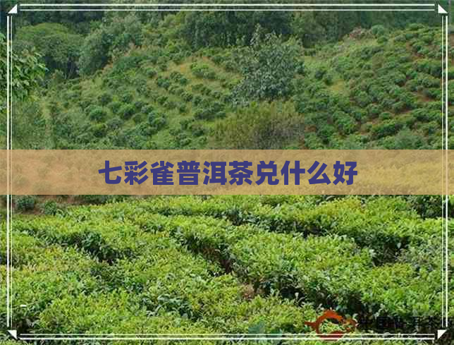 七彩雀普洱茶兑什么好