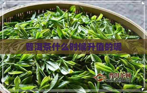 普洱茶什么时候升值的呢