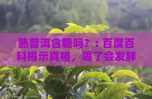 熟普洱含糖吗？: 百度百科揭示真相，喝了会发胖吗？