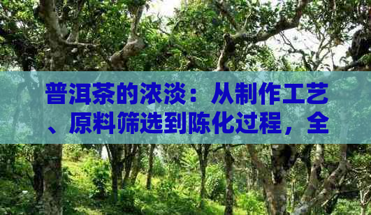 普洱茶的浓淡：从制作工艺、原料筛选到陈化过程，全面解析如何判断与品鉴