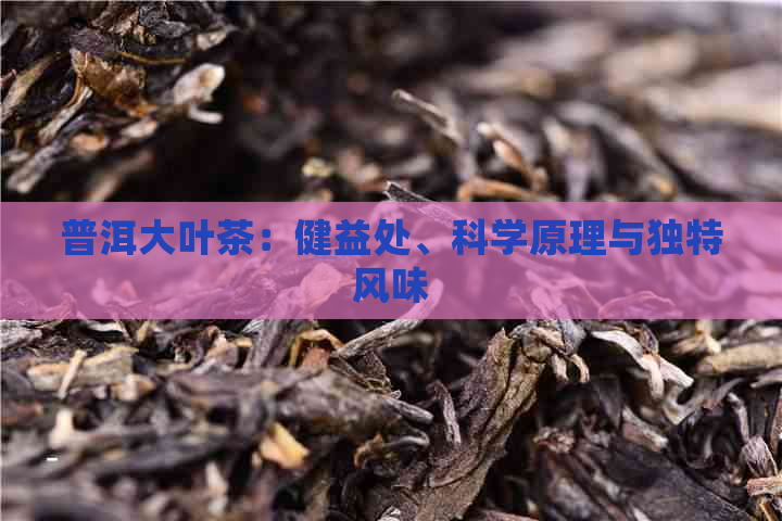 普洱大叶茶：健益处、科学原理与独特风味