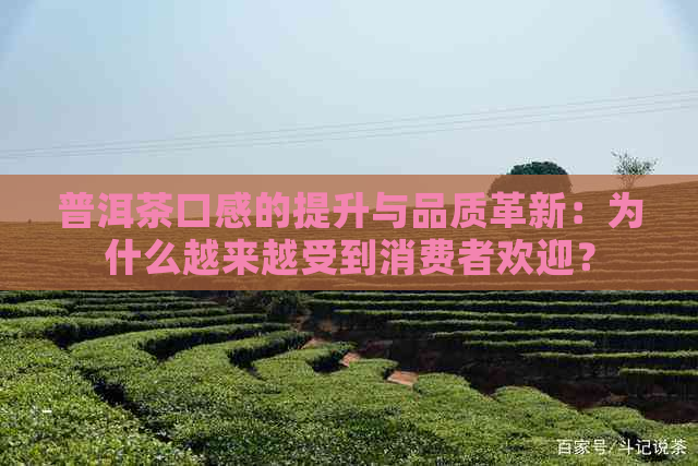 普洱茶口感的提升与品质革新：为什么越来越受到消费者欢迎？