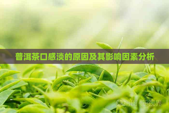 普洱茶口感淡的原因及其影响因素分析