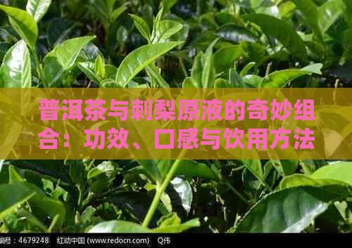 普洱茶与刺梨原液的奇妙组合：功效、口感与饮用方法全解析