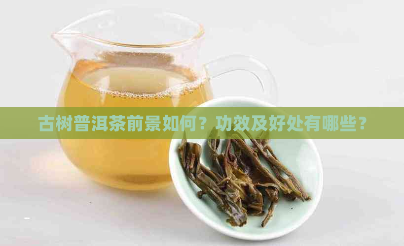 古树普洱茶前景如何？功效及好处有哪些？