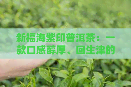 新福海紫印普洱茶：一款口感醇厚、回生津的优质熟茶体验