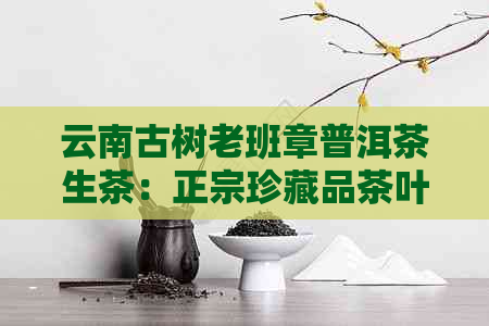 云南古树老班章普洱茶生茶：正宗珍藏品茶叶的全面解析与品鉴指南