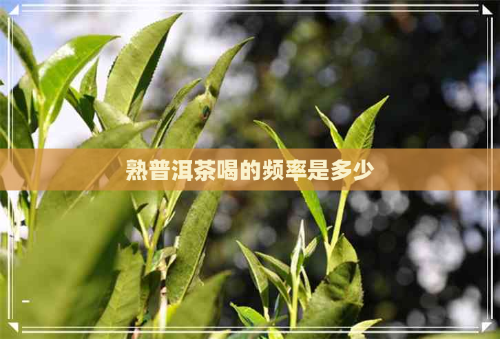 熟普洱茶喝的频率是多少