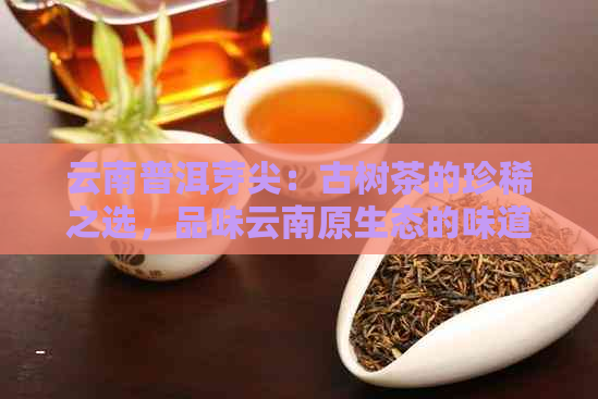 云南普洱芽尖：古树茶的珍稀之选，品味云南原生态的味道