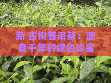 新 古树普洱茶：源自千年的绿色珍宝，跨越时间的醇厚回