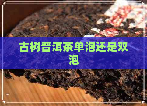 古树普洱茶单泡还是双泡