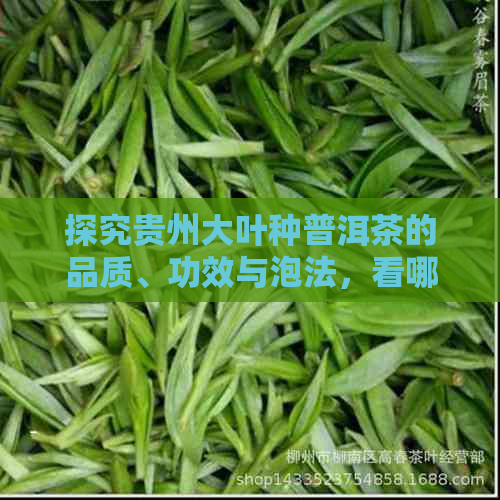 探究贵州大叶种普洱茶的品质、功效与泡法，看哪一款最适合你？