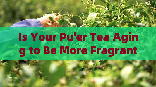 Is Your Pu'er Tea Aging to Be More Fragrant? English Translation