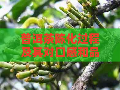 普洱茶陈化过程及其对口感和品质的影响：是越陈越好吗？