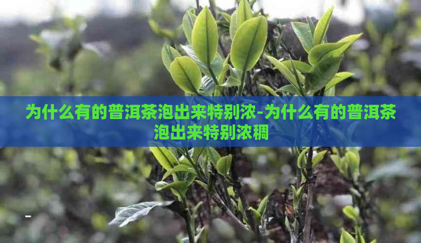 为什么有的普洱茶泡出来特别浓-为什么有的普洱茶泡出来特别浓稠