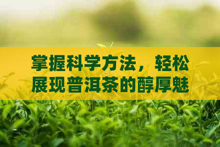 掌握科学方法，轻松展现普洱茶的醇厚魅力： 全方位解析如何冲泡普洱茶