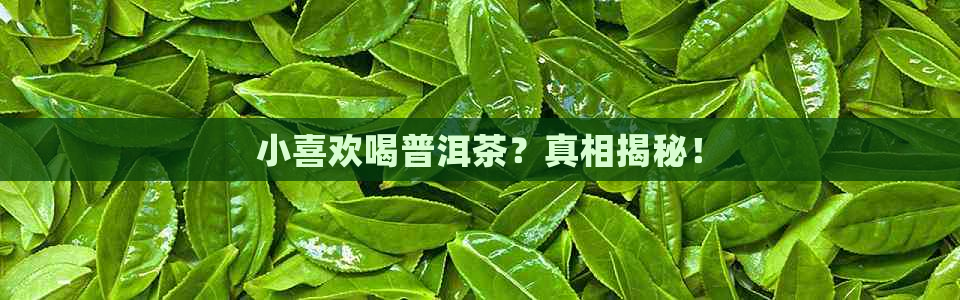 小喜欢喝普洱茶？真相揭秘！