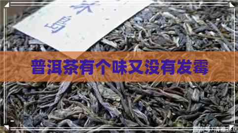 普洱茶有个味又没有发霉