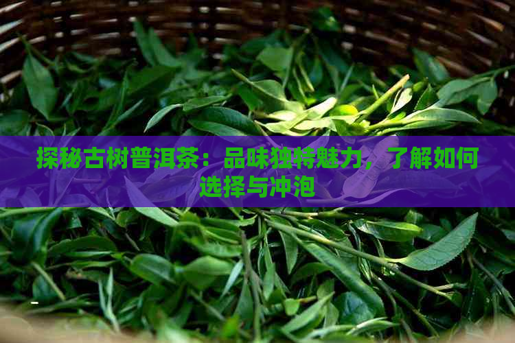 探秘古树普洱茶：品味独特魅力，了解如何选择与冲泡