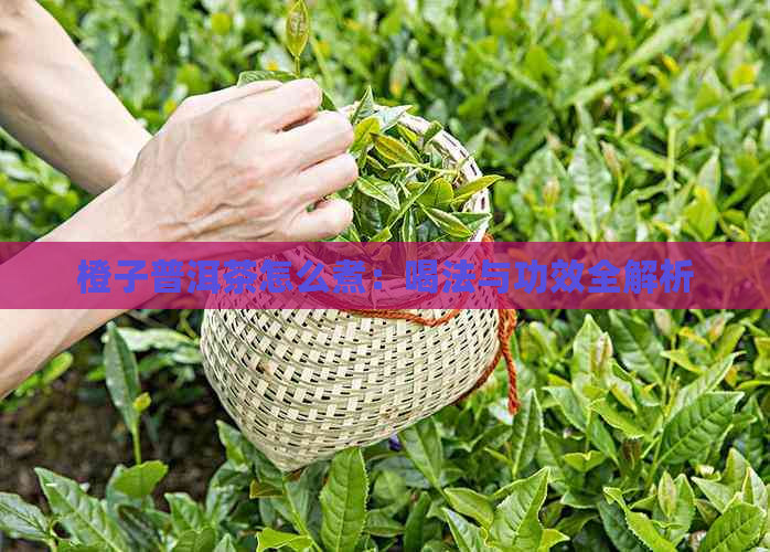 橙子普洱茶怎么煮：喝法与功效全解析