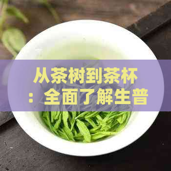 从茶树到茶杯：全面了解生普洱茶的精妙制作工艺流程