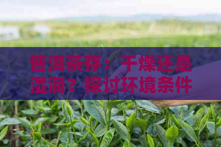 普洱茶存：干燥还是湿润？探讨环境条件