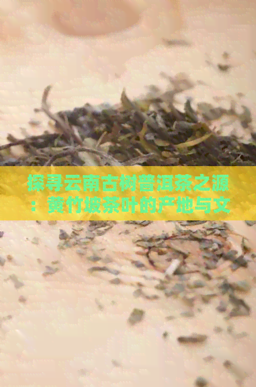 探寻云南古树普洱茶之源：黄竹坡茶叶的产地与文化