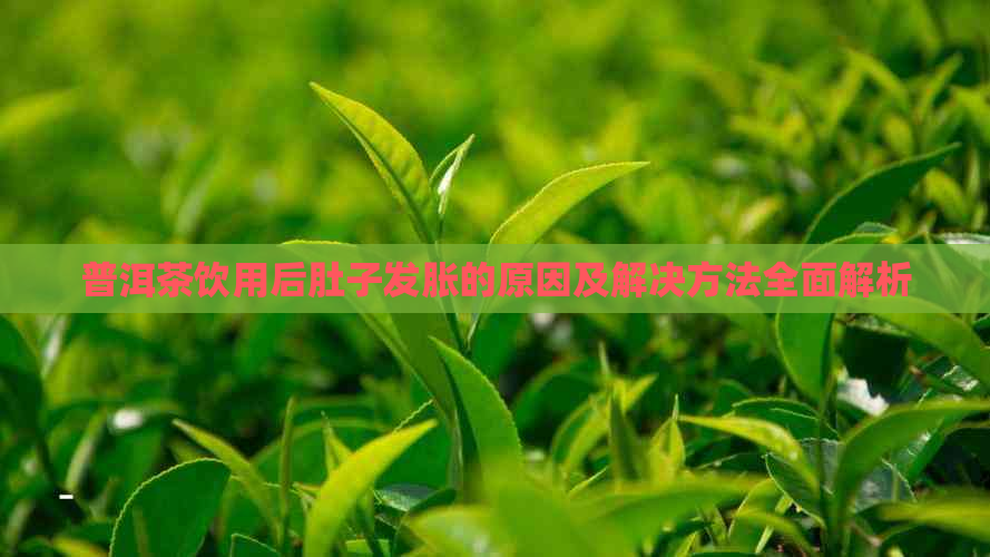 普洱茶饮用后肚子发胀的原因及解决方法全面解析