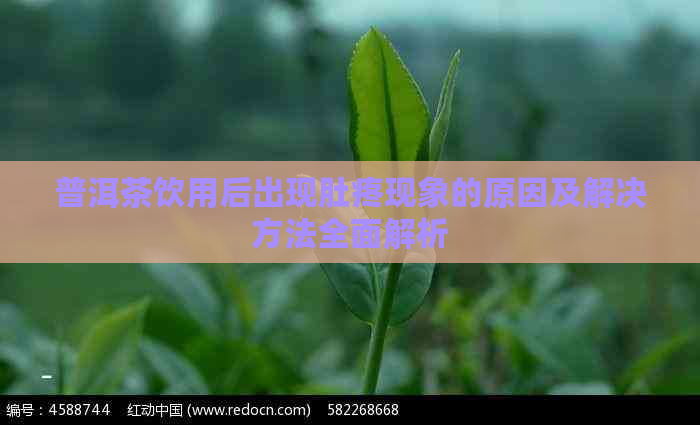 普洱茶饮用后出现肚疼现象的原因及解决方法全面解析