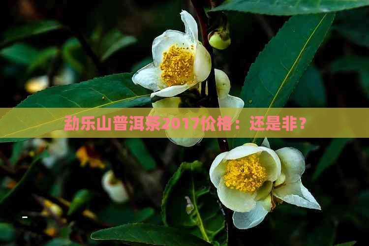 勐乐山普洱茶2017价格：还是非？