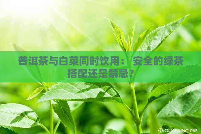 普洱茶与白菜同时饮用： 安全的绿茶搭配还是禁忌？