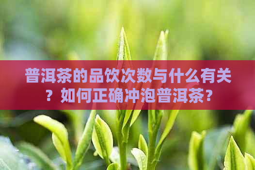 普洱茶的品饮次数与什么有关？如何正确冲泡普洱茶？