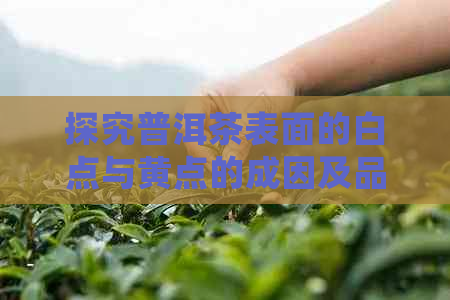 探究普洱茶表面的白点与黄点的成因及品质影响：一场视觉与味觉的交错之旅