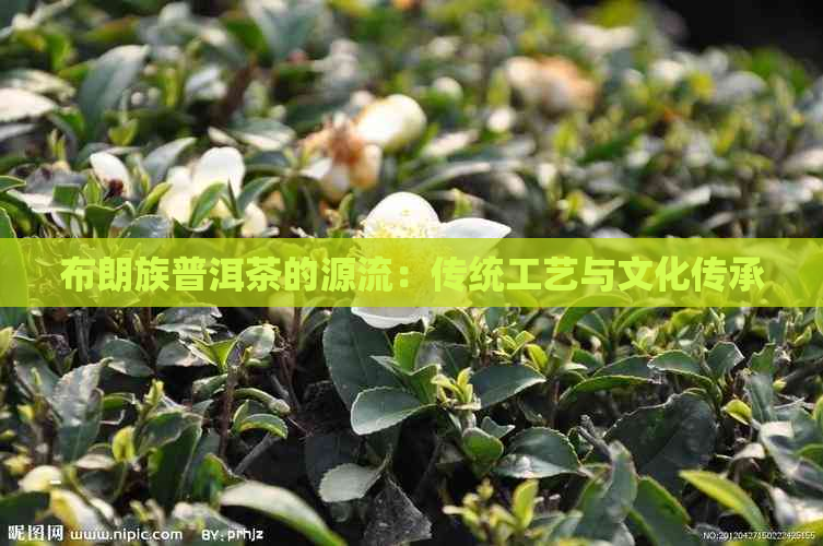 布朗族普洱茶的源流：传统工艺与文化传承