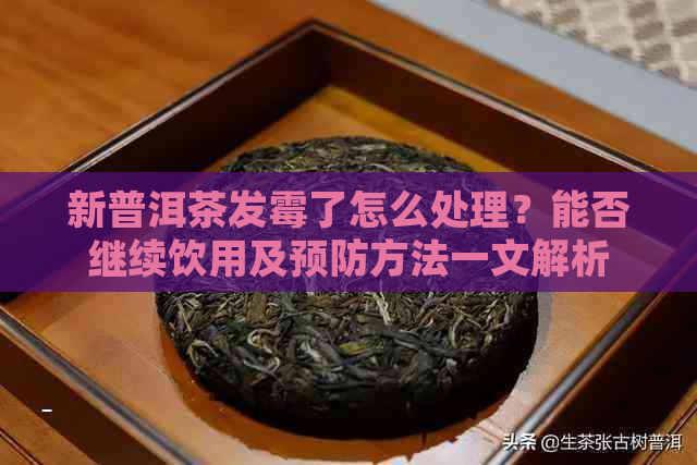 新普洱茶发霉了怎么处理？能否继续饮用及预防方法一文解析