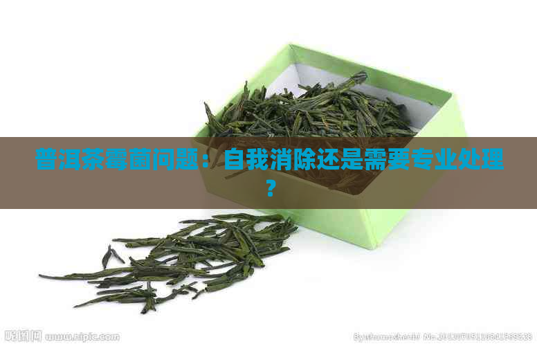 普洱茶霉菌问题：自我消除还是需要专业处理？