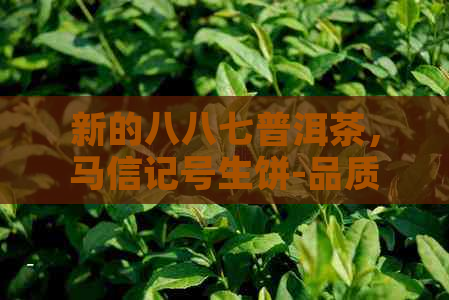 新的八八七普洱茶，马信记号生饼-品质与价格的完美结合