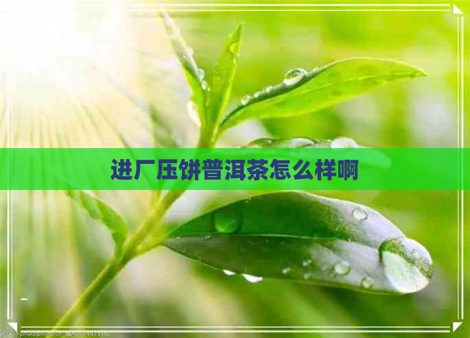 进厂压饼普洱茶怎么样啊