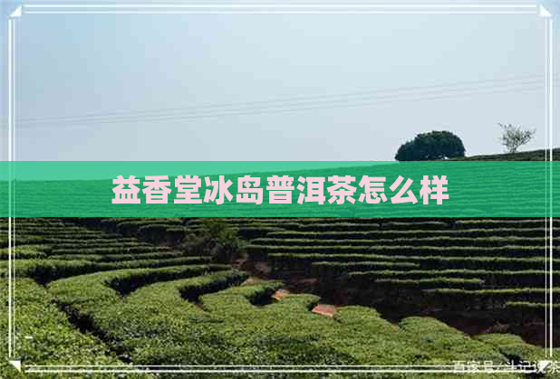 益香堂冰岛普洱茶怎么样