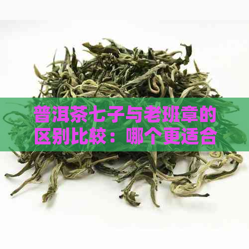 普洱茶七子与老班章的区别比较：哪个更适合您？