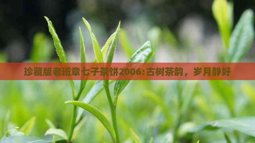 珍藏版老班章七子茶饼2006:古树茶韵，岁月静好