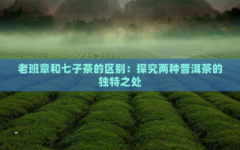 老班章和七子茶的区别：探究两种普洱茶的独特之处