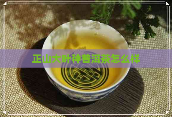 正山大叶种普洱茶怎么样