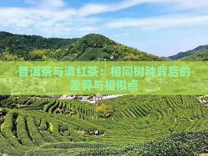 普洱茶与滇红茶：相同树种背后的差异与相似点