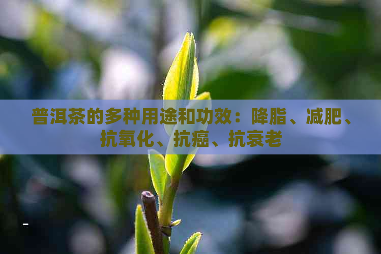 普洱茶的多种用途和功效：降脂、减肥、抗氧化、抗癌、抗衰老