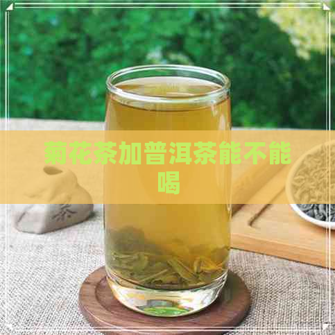 菊花茶加普洱茶能不能喝