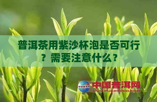 普洱茶用紫沙杯泡是否可行？需要注意什么？