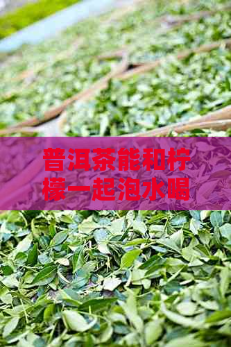 普洱茶能和柠檬一起泡水喝吗？孕妇可以饮用吗？请提供相关信息。