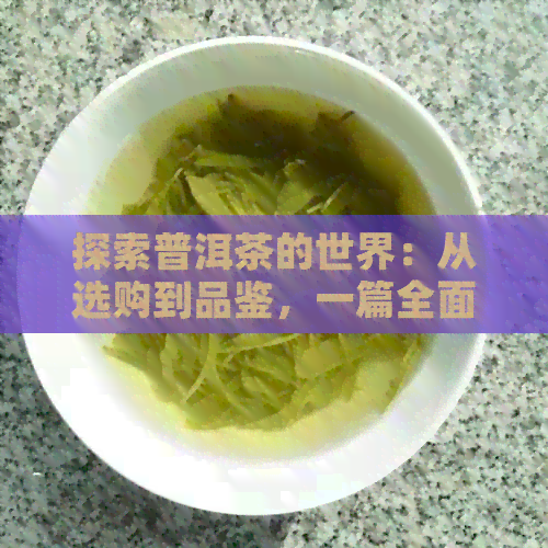 探索普洱茶的世界：从选购到品鉴，一篇全面指南